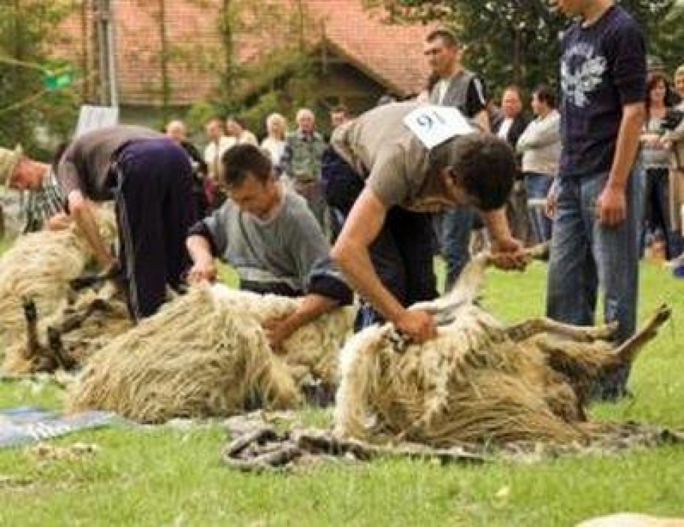 Oierii din Salaj se aduna, sambata, langa Simleu Silvaniei
