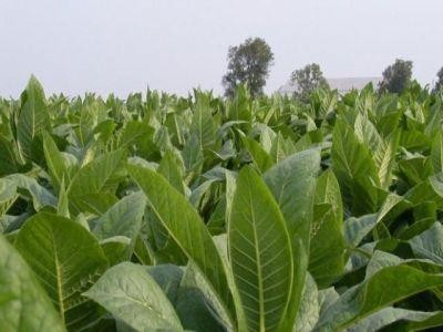 Tutunul reincepe sa devina o cultura profitabila