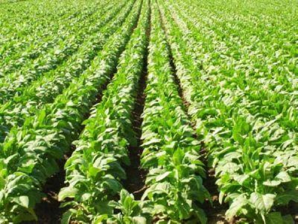 Exportul de tutun brut si prelucrat a scazut in primul semestru