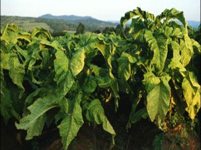 au-scazut-suprafetele-cultivate-cu-tutun