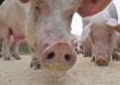 Uciderea porcilor pe o raza de 10 km in jurul marilor ferme, ceruta de crescatori