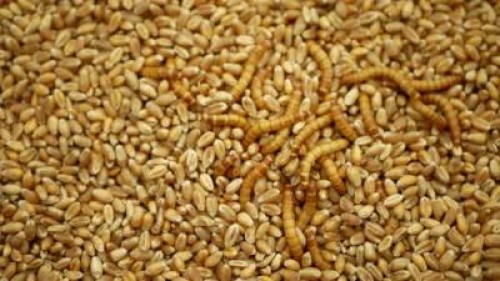 Viermii de faina galbeni, aprobati ca aliment de Comisia Europeana