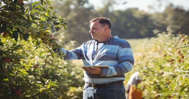 Uleiul horticol: Cum se foloseste pentru protectia plantelor
