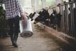 APIA: Ultima zi pentru retentia vacilor, oilor si caprelor in ferme