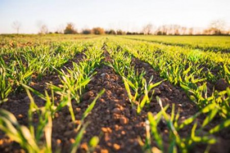 Investitiile in agricultura - o solutie pe timp de pandemie
