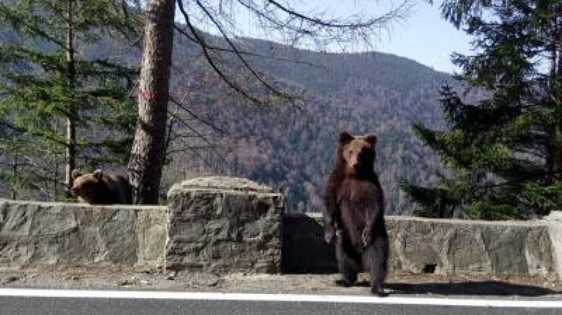 Garduri electrice pentru cei afectati de vizitele ursilor, asigurate de stat