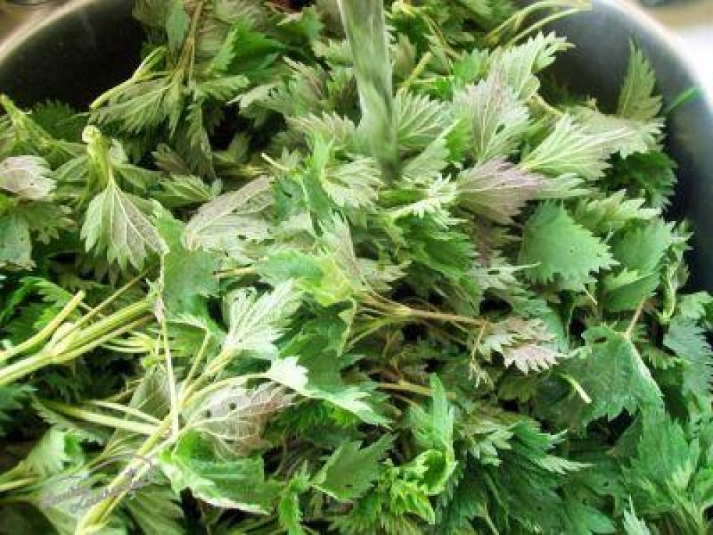 Urzica - adevarata farmacie verde, la indemana oricui