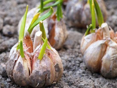 Conditii de eligibilitate pentru ajutorul de minimis acordat cultivatorilor de usturoi