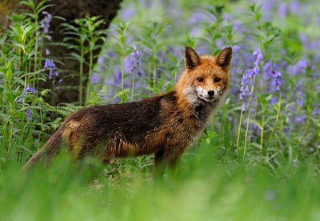 Vaccinarea antirabica a vulpilor, sustinuta cu bani europeni