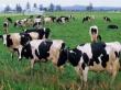 Conditii de eligibilitate si documentele necesare obtinerii de subventii pentru vaci de lapte