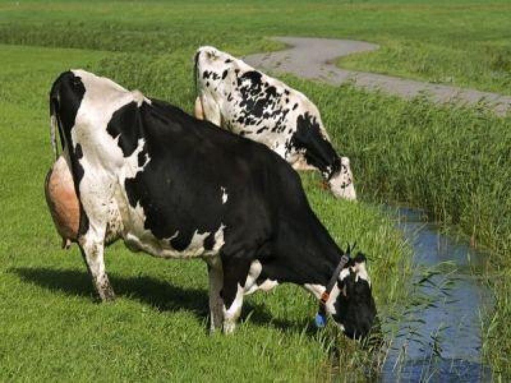 Masuri obligatorii pentru protectia animalelor in perioada de canicula
