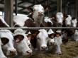 Crescatorii de bovine cer noi reguli pentru acordarea subventiei care le este destinata