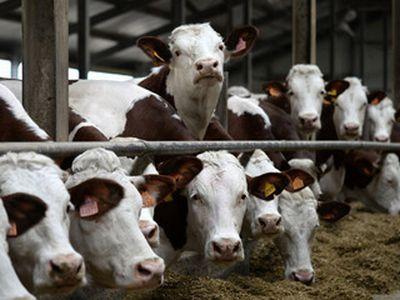 crescatorii-de-bovine-cer-noi-reguli-pentru-acordarea-subventiei-care-le-este-destinata