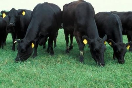 MADR sfatuieste fermierii sa investeasca in cresterea vacilor pentru carne