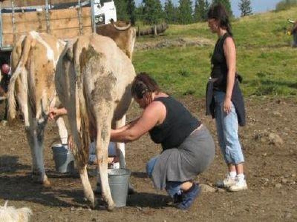Semnal de alarma: Numarul vacilor de lapte a scazut foarte mult