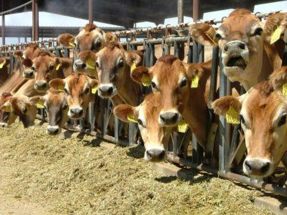 Laptele obtinut in judetul Suceava este conform