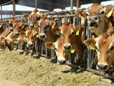 Laptele obtinut in judetul Suceava este conform