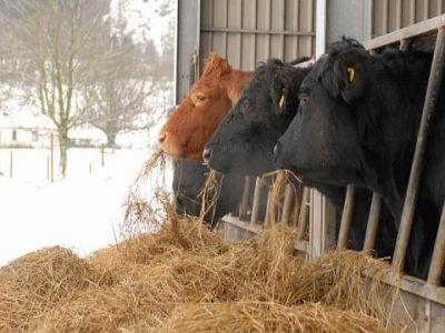masuri-pentru-protejarea-animalelor-in-sezonul-rece