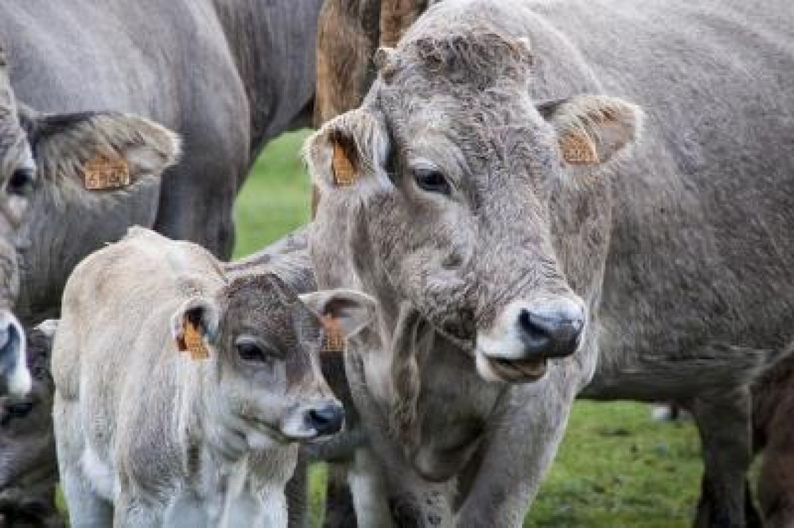 De ce au fost invatate vacile unei ferme sa mearga la toaleta