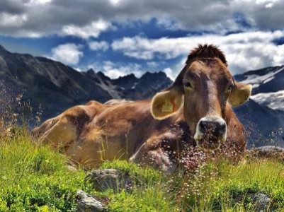 Vacile de lapte, inlocuite cu cele de carne