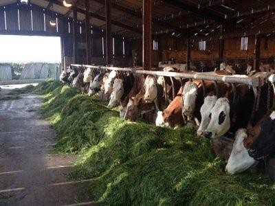 A inceput plata sprijinului cuplat in sectorul zootehnic