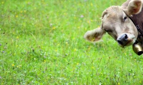 Dieta vacilor, schimbata protejarea atmosferei