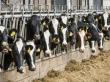 Organizatia Mondiala a Sanatatii recomanda stoparea utilizarii antibioticelor la animalele sanatoase