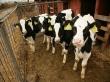 Primul transfer de embrioni la bovine realizat cu succes in Romania