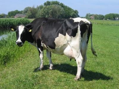 Statistici zootehnie 2012: Numarul animalelor sacrificate