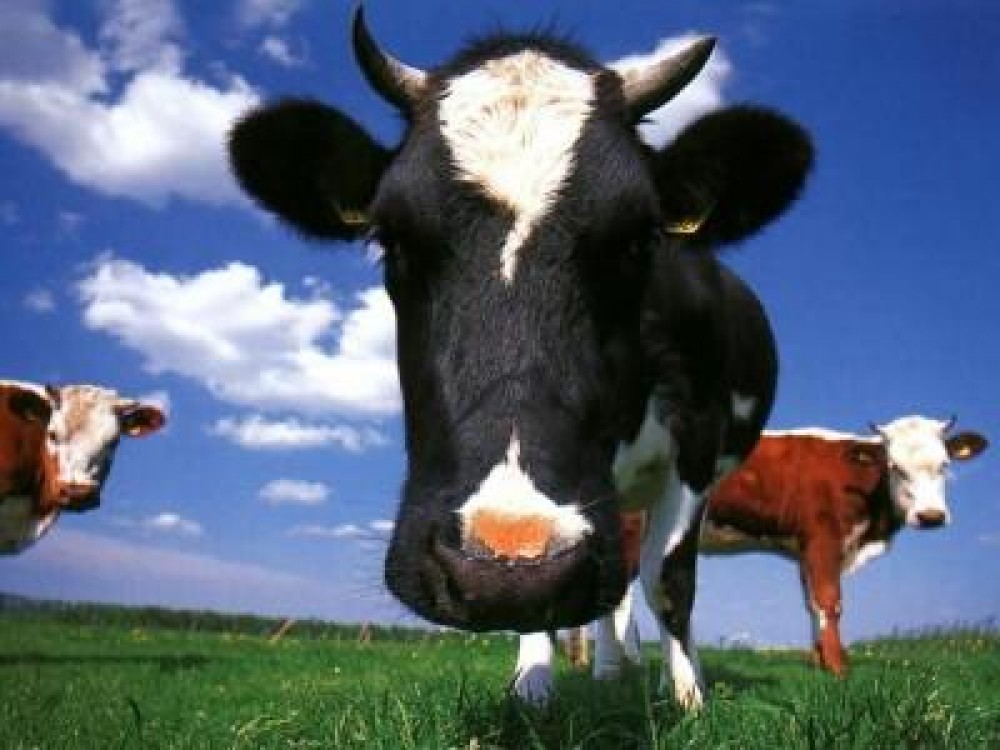 Pana pe 21 septembrie se depun cererile pentru subventii acordate crescatorilor de bovine din zonele defavorizate