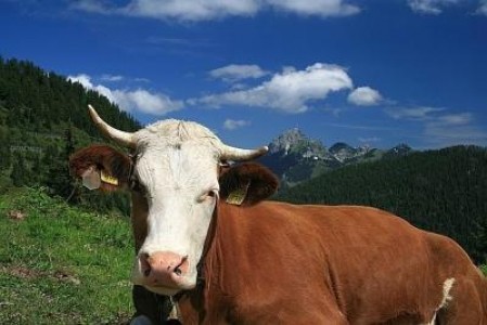 Subventii agricultura 2013: Crescatorii de vaci din zone defavorizate pot sa depuna cererile, incepand de astazi