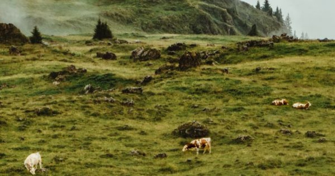 Ce recomanda medicii veterinari pentru protejarea animalelor de efectele caniculei