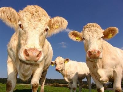 ACEBOP, de partea crescatorilor care sustin relansarea cresterii bovinelor de carne romanesti