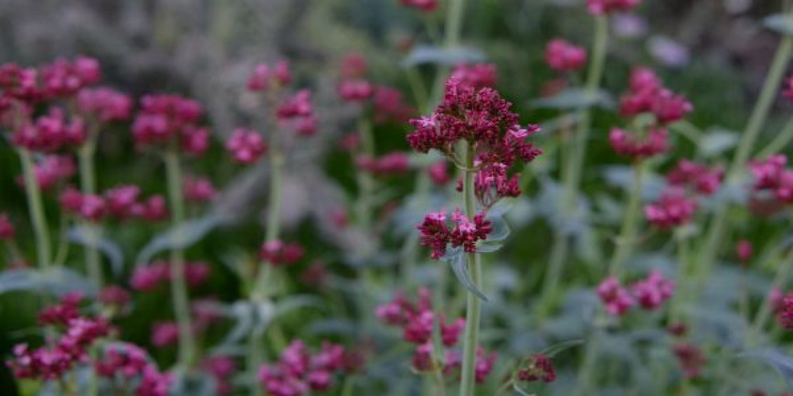 Despre plante medicinale. Valeriana si beneficiile sale