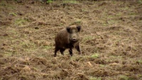 Vanatoarea de mistreti de la Balc nu va avea loc in 2020