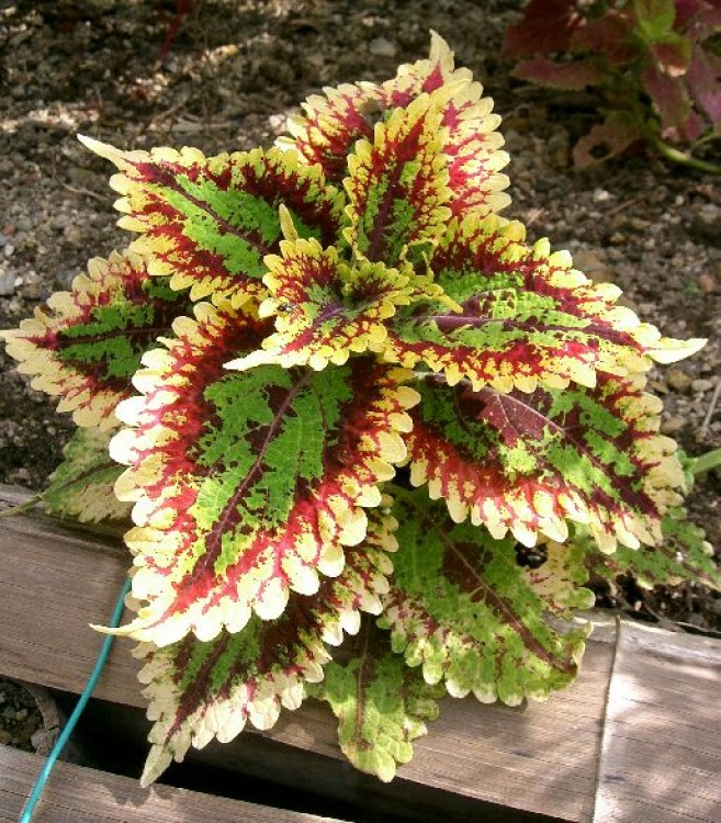 Urzicile ornamentale - Coleus blumei