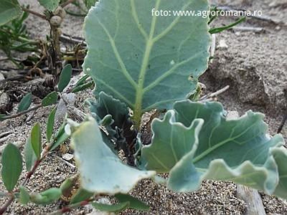 Irigatii cu apa de mare, o solutie viabila?