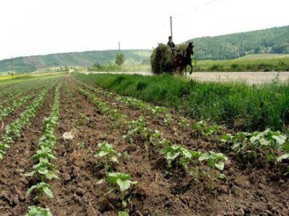 La inceputul lunii viitoare se face prima evaluare a productiei vegetale din acest an