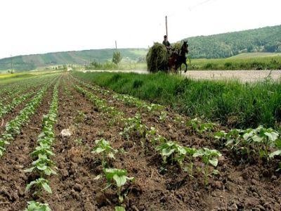 APIA va incepe plata sprijinului cuplat in sectorul vegetal