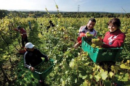 Romania a avut in 2011 cea mai mare cre?tere a venitului real pe agricultor din UE