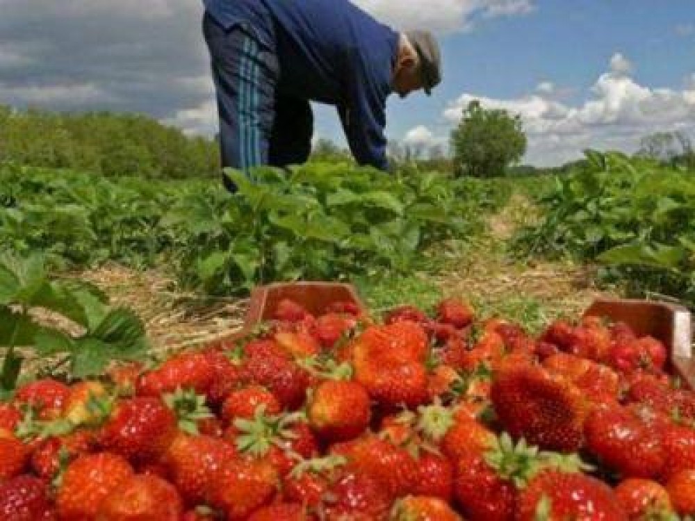 Statistici: Ce venit obtin romanii la tara din agricultura si cat platesc la oras pe alimente