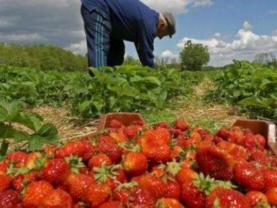 Statistici: Ce venit obtin romanii la tara din agricultura si cat platesc la oras pe alimente