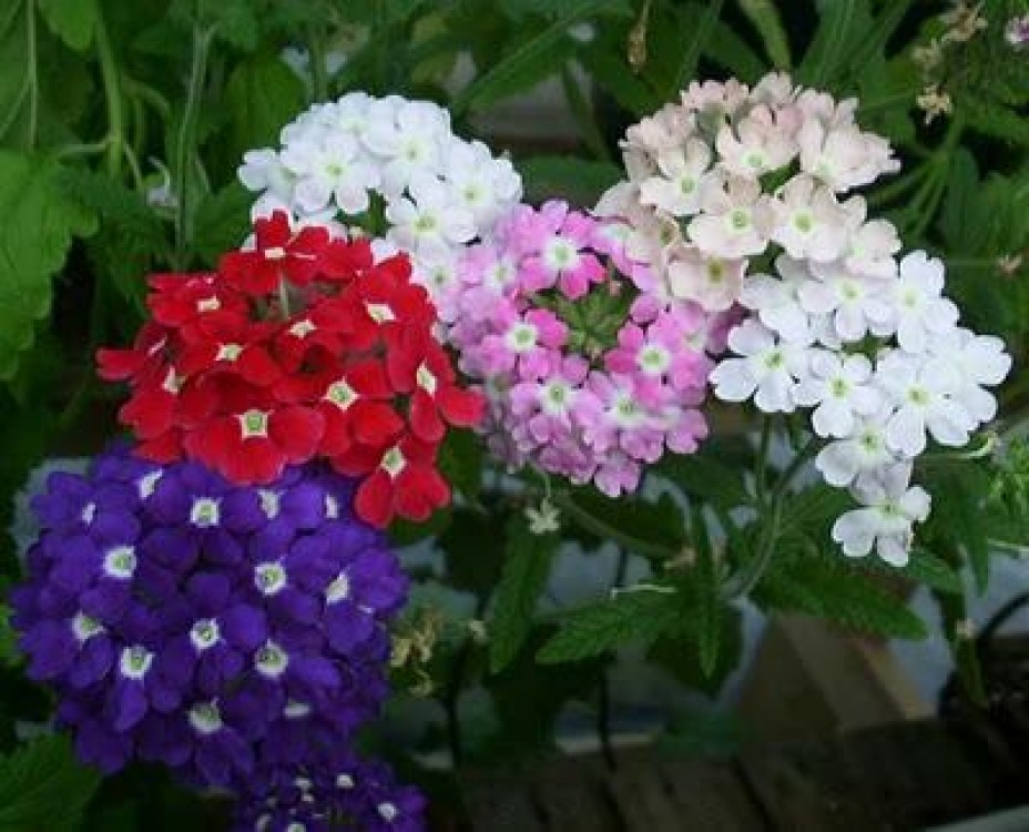 Verbena – inmultirea prin seminte