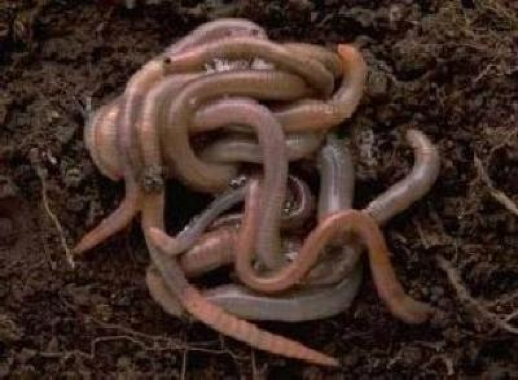 Vermicompostul, un fertilizant de inalta calitate pentru cresterea fertilitatii solului