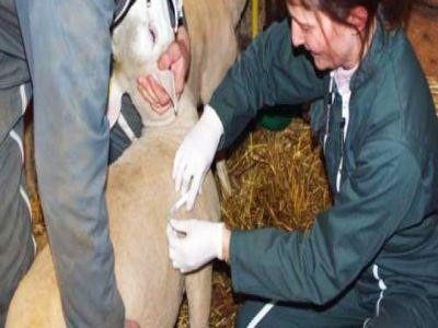Medicii veterinarii din doua judete vor sa dea in judecata ANSVSA