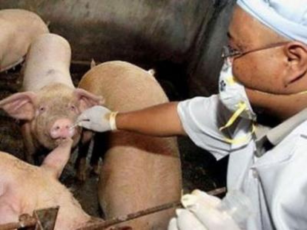 Ambulante pentru veterinari, din fonduri europene