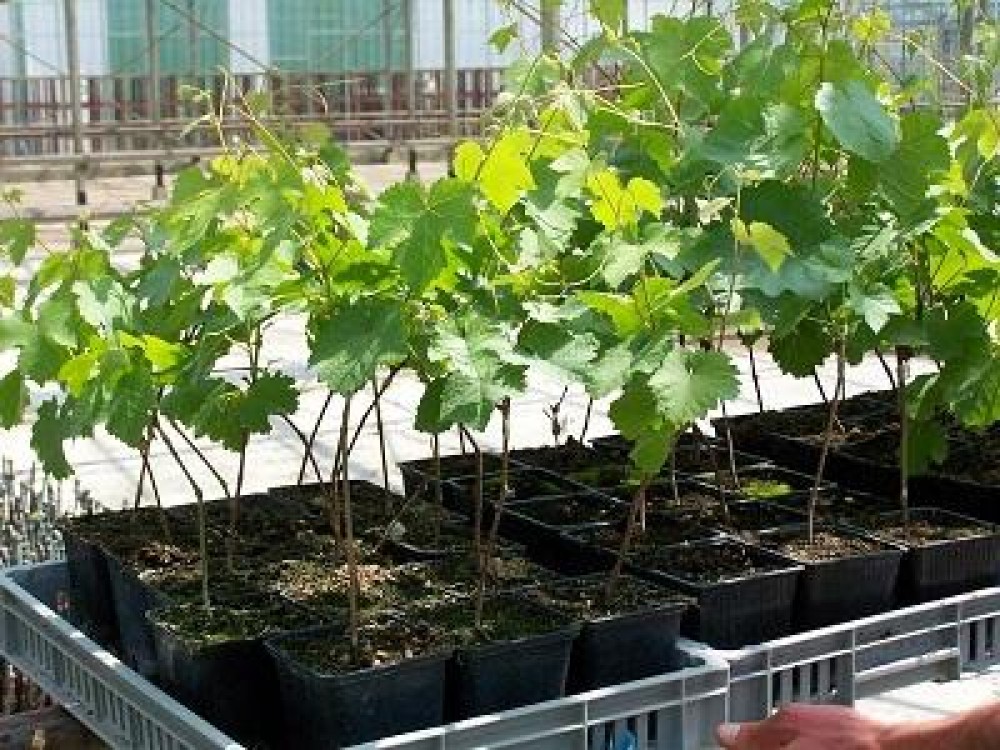 Vita de vie din Italia, contaminata cu bacteria Xylophilus ampelinus