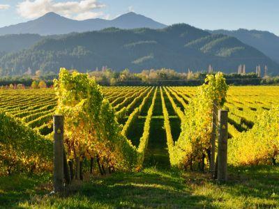 conditii-de-eligibilitate-pentru-acordarea-sprijinului-financiar-in-viticultura