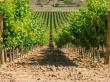 Recomandari privind aplicarea tratamentelor fitosanitare in culturile viticole