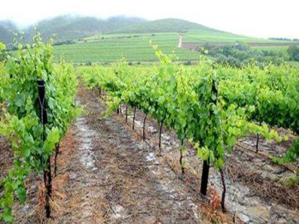 Se incheie un an dificil pentru producatorii de vinuri